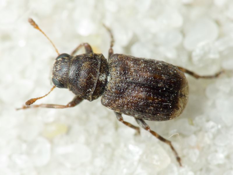 Dissoleucas niveirostris (Fabricius, 1798)